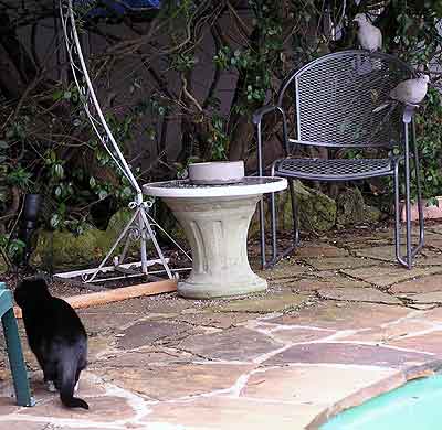 Dixie si bl�zk�ch hrdli�ek ani nev��m� (24 kB)