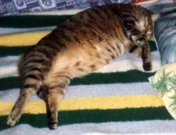 Neru�it, odpo��v�m na posteli (13 kB)