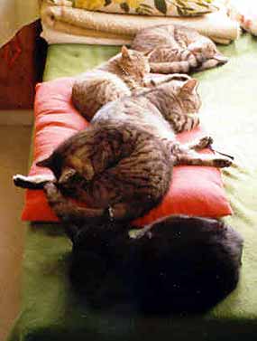 Typick� ko�i�� lo�nice u n�s (12 kB)