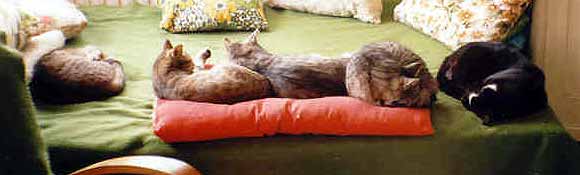 Na�e ko�ky jsou v posteli sami (13 kB)