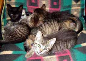 Mourat� ko�ata (9 kB)