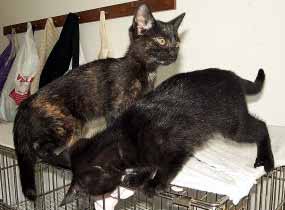 Ko�ata ��d� na p�enosce (9 kB)