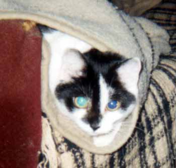 Mark�ta vykukuje z deky, do kter� vlezla (12 kB)