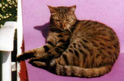 Mike� se na ja�e r�d slun� (10 kB)