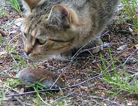 Sally s my�� (18 kB)