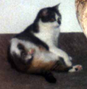 �i�inka se p�ipravuje k myt� (6 kB)