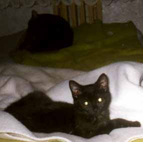 Ve p�edu le�� Prcek (6 kB)