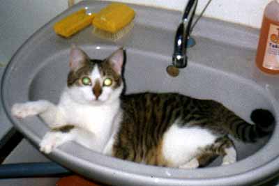 ��a si hov� v umyvadle (10 kB)