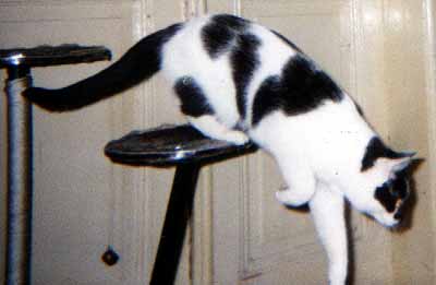 Mark�ta ut�k� ze '�plhadla' u dve�� (10 kB)