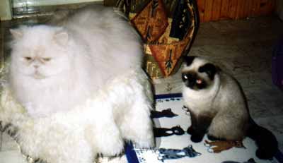 Am��ek a Wanilka (9 kB)