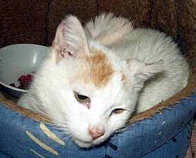 Emilka po j�dle v pel�ku (10 kB)