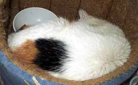 Emilka spink� v pel�ku (6 kB)