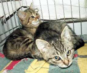 Ko�ata k um�st�n� (11 kB)