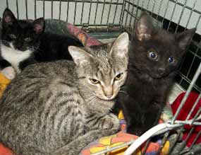 Ko�ata k um�st�n� (11 kB)