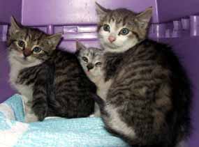 Ko�ata k um�st�n� (7 kB)