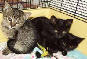 Ko�ata k um�st�n� (10 kB)