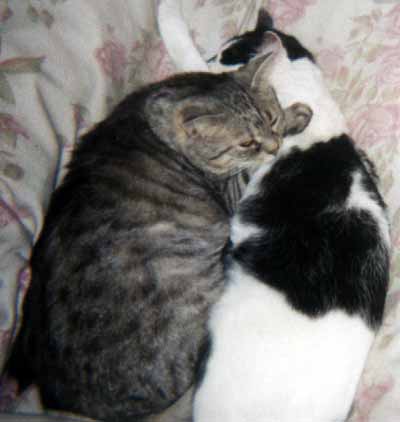 Na Mark�t� pod�imuje �imon (13 kB)