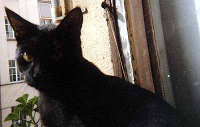 Filip na okn� (11 kB)