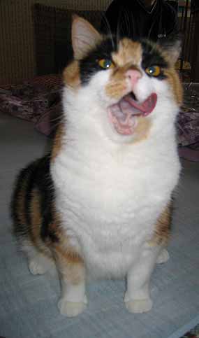 Dumka se oblizuje (9 kB)