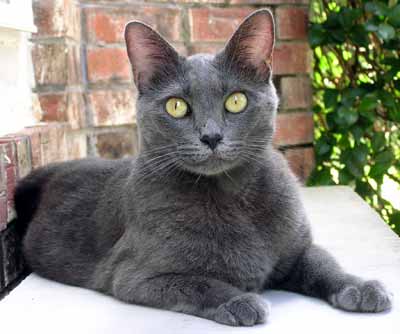 Smoky na lavici (16 kB)