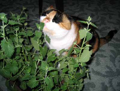 Dumka se mazl� se svoj� '�antou ko�i��' (16 kB)