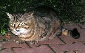 Mal� dot�ra - �i�iku �i Paskvilek (8 kB)