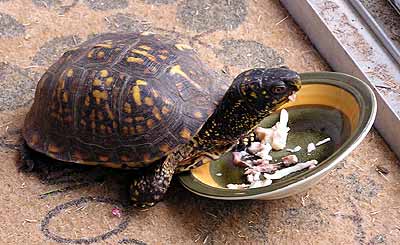 Trey si pochutn�v� na mase (22 kB)