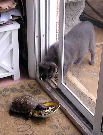 Smoky okukuje �elvu na verand� (27 kB)