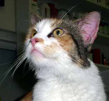 Siola je kr�sn� ko�i�ka (10 kB)