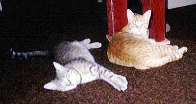 R�zinka s mourovat�m Rar�kem (12 kB)