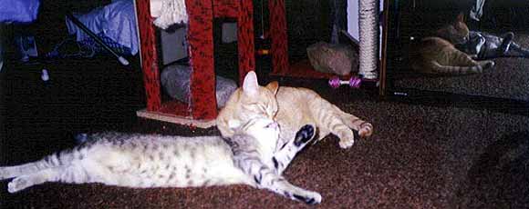 R�zinka a Rar�ek se vz�jemn� um�vaj� (18 kB)