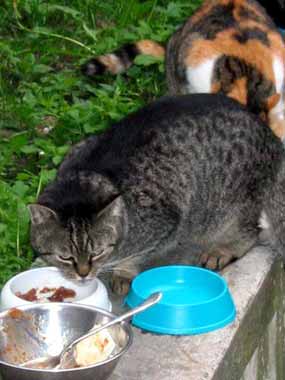 Koc�k a v pozad� Stra�ul (15 kB)