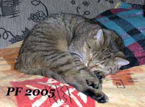 Pavel Steiner - PF 2005 (10 kB)