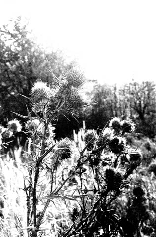 podzim003bw