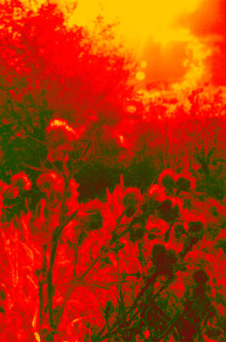 podzim003ohen
