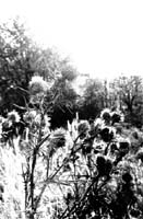 podzim003bw