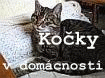 Kočky v domácnosti Jardy u Kolína