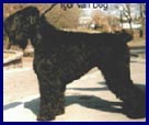 Igor Van Dog