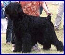 Magbar Van Dog