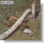 TLbobr.gif (3311 bytes)