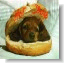 hotdog.gif (4683 bytes)
