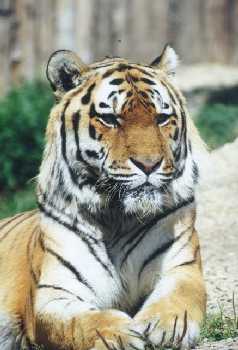 Tygr sibisk