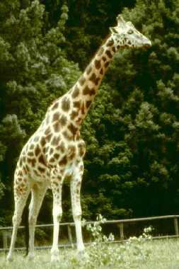 ZP�T NA MAPKU ZOO