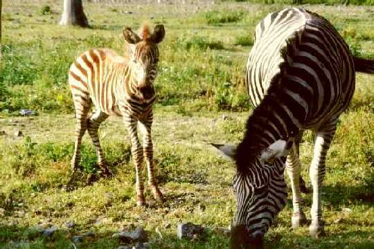 ZP�T NA MAPKU ZOO