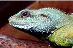Agama vodní Physignathus concincinus