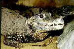 Krokodýl čelnatý Osteolaemus 
tetraspis