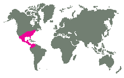 Severní a Střední Amerika