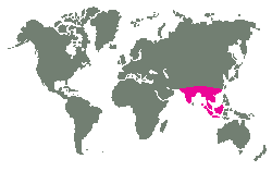 Jižní a jihovýchodní Asie, Indonésie