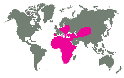 Evropa, 
severozápadní Afrika a Střední Asie