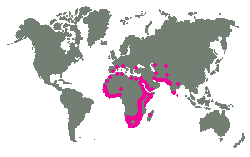 Jižní Evropa, střední a jižní Asie, Afrika